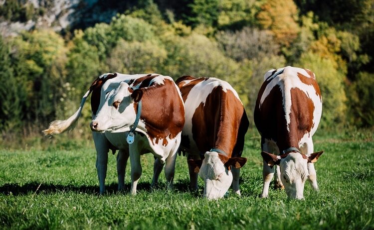 Organic farms avoid toxic inputs, improve soil health, grow clean, sustainable food that supports nature.