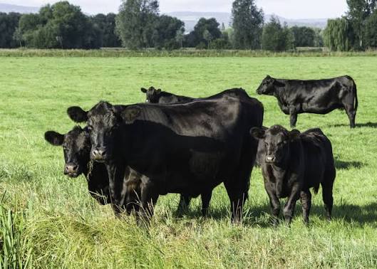 Organic farms avoid toxic inputs, improve soil health, grow clean, sustainable food that supports nature.