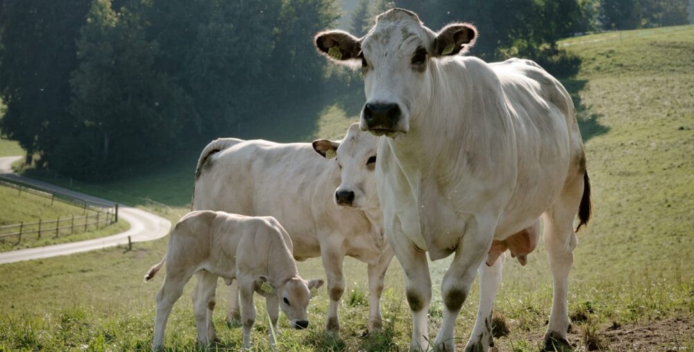 Organic farms avoid toxic inputs, improve soil health, grow clean, sustainable food that supports nature.
