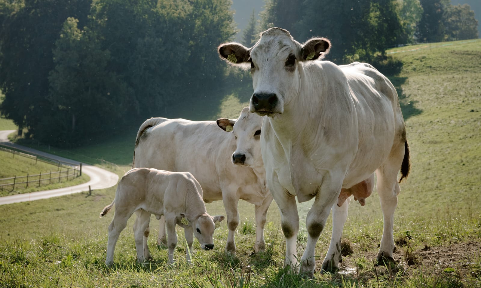 Organic farms avoid toxic inputs, improve soil health, grow clean, sustainable food that supports nature.