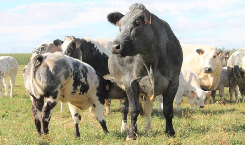 A handpicked collection of fruits and berries grown with passion and natural balance.