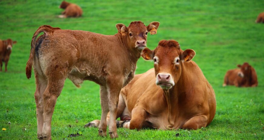 Innovative farming under the golden sunrise, advancing modern agriculture with care.
