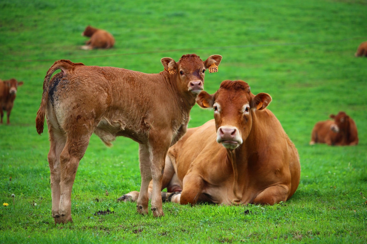 Innovative farming under the golden sunrise, advancing modern agriculture with care.