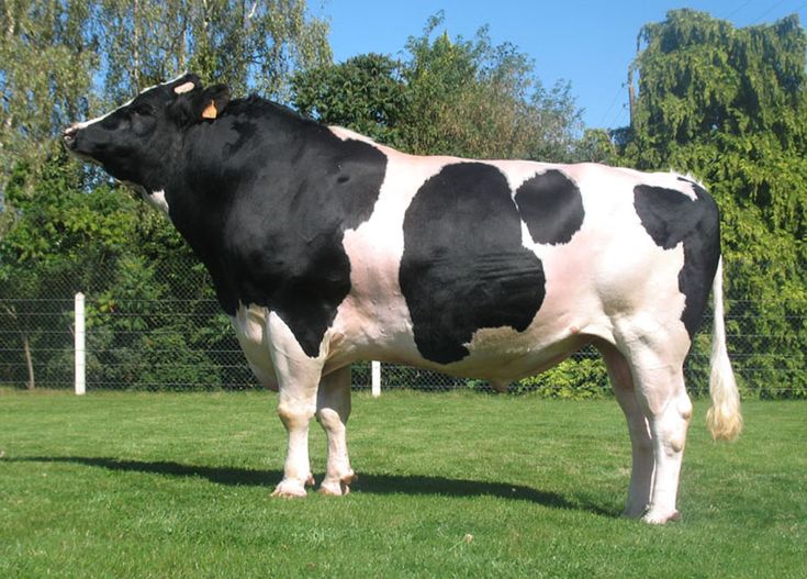 Holstein