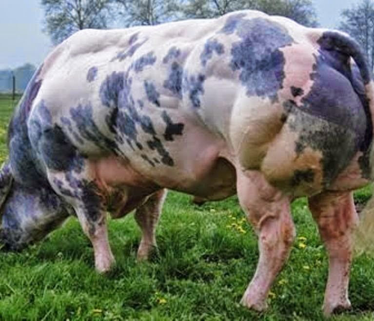 Blande Bleu Belge