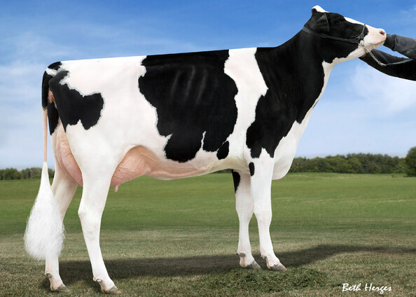 Holstein