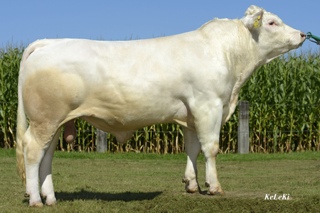 Charolais