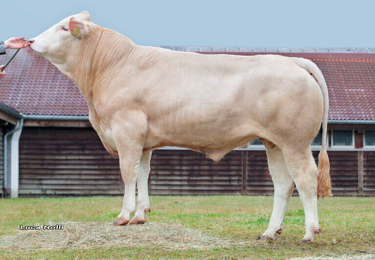 Blande d'Aquitaine