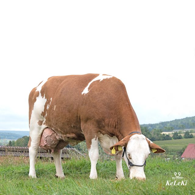 Lait