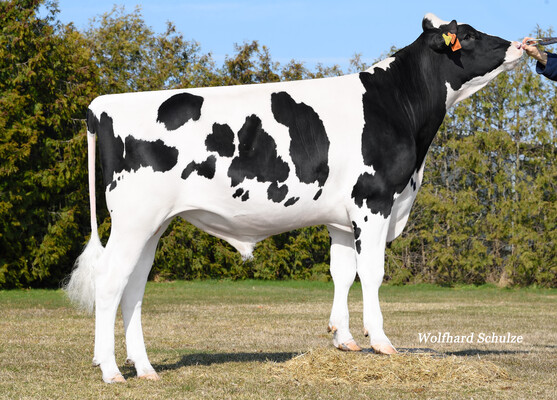Holstein
