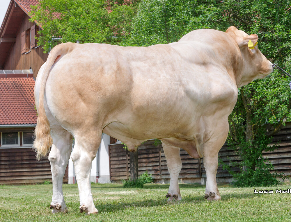 Blande d'Aquitaine