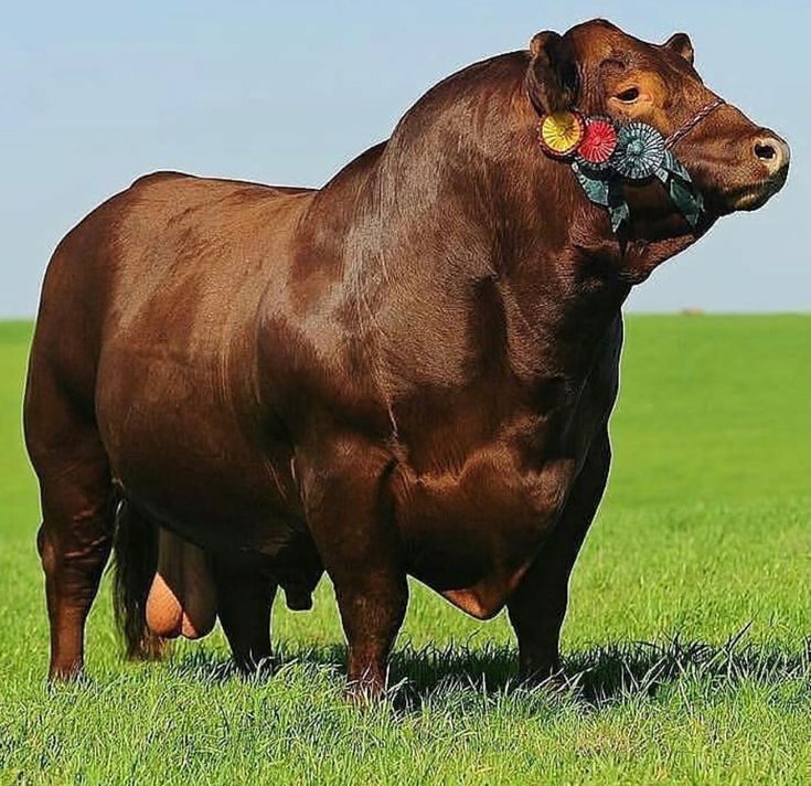 Angus